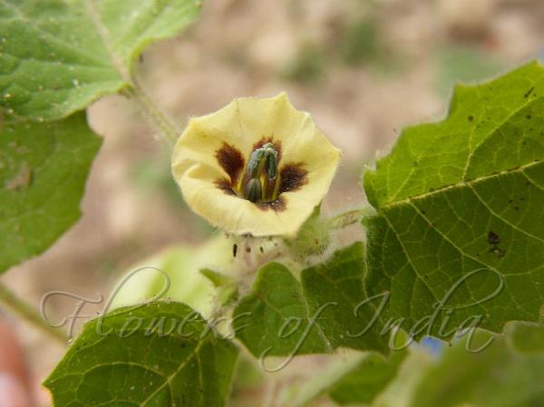 Grey Ground Cherry